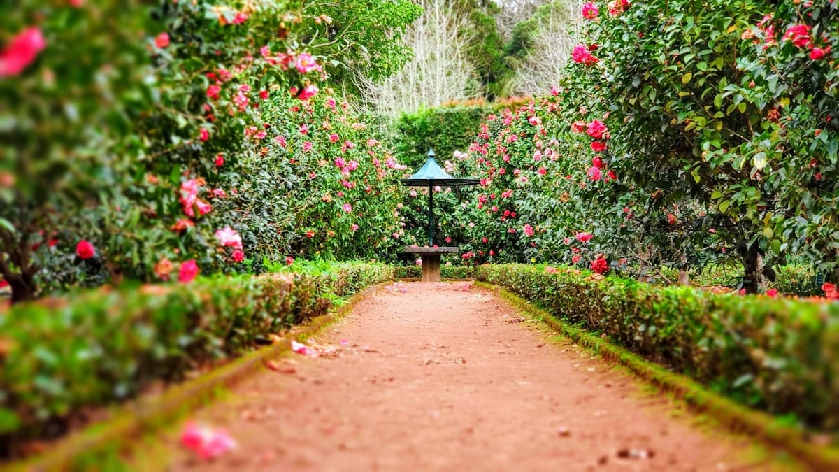 Garden bed refresh with mulch and seasonal plant care
